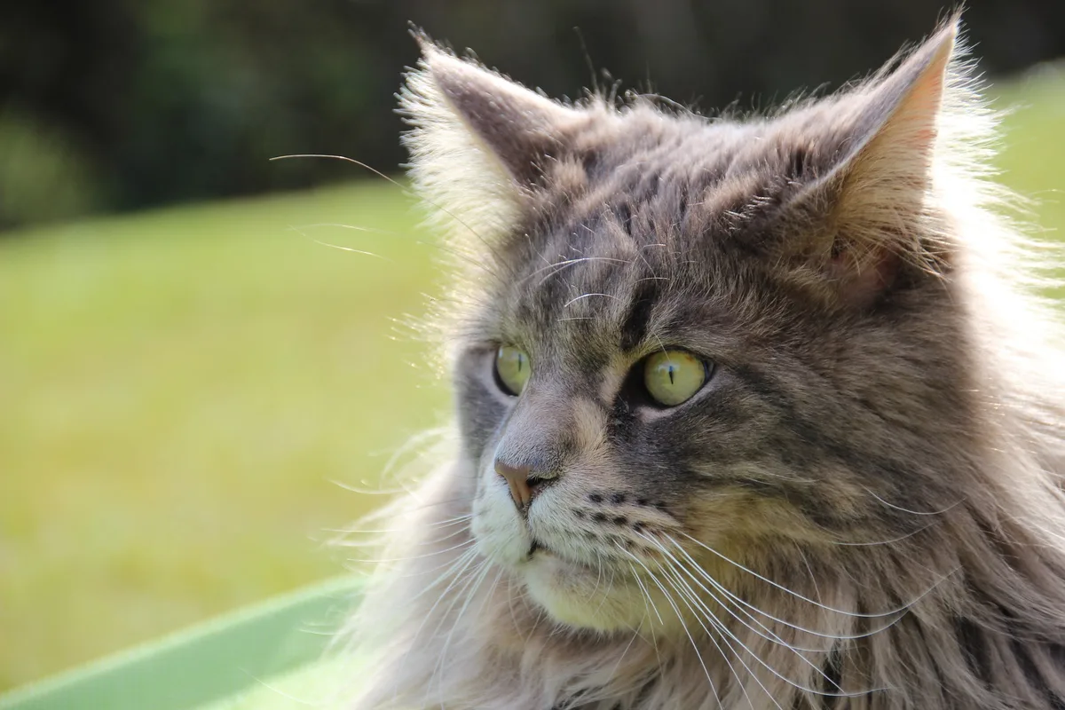 Maine Coon kat met pluimstaart