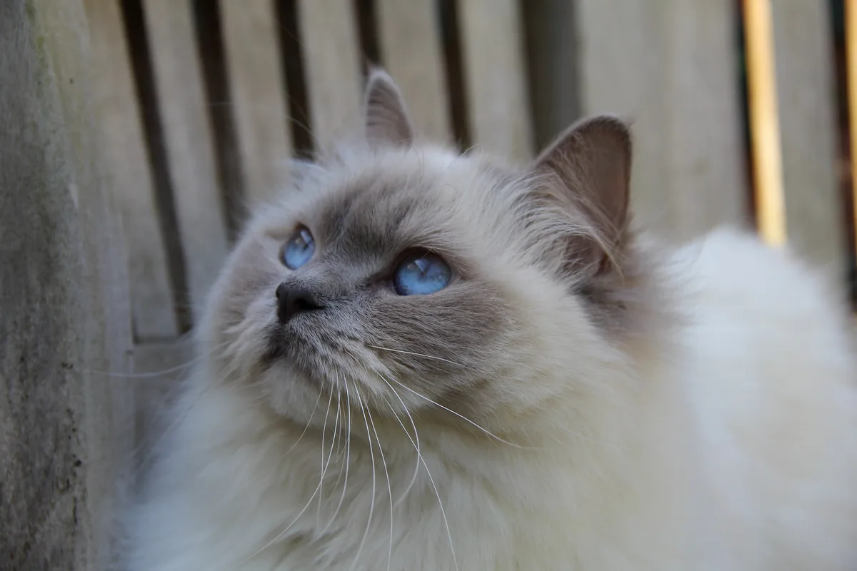 Ragdoll raskat rustige schootkat